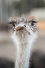 Beautiful bird ostrich details with interesting eyes.