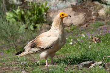 Egyptian Vulture (Neophron percnopterus), scavenger bird standing on the ground