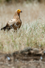 Egyptian Vulture (Neophron percnopterus), scavenger bird standing on the ground