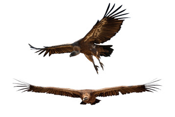 Griffon Vulture (Gyps fulvus) flying with white background, silhouette of bird