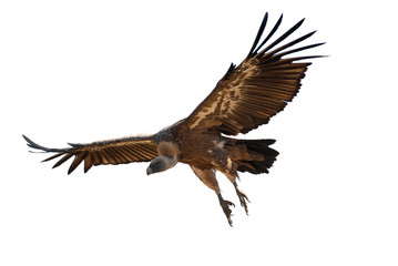 Griffon Vulture (Gyps fulvus) flying with white background, silhouette of bird