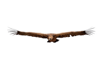 Griffon Vulture (Gyps fulvus) flying with white background, silhouette of bird