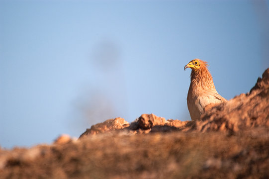 Egyptian Vulture (Neophron percnopterus), scavenger bird standing on the ground