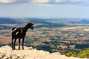 Blick vom Puig de Randa mit Ziege im Vordergrund