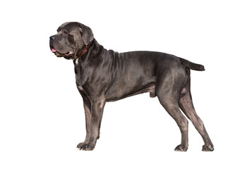 Fototapeta premium Dog breed Cane Corso. isolated
