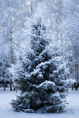 Fabulous winter landscape with snow-covered Christmas tree
