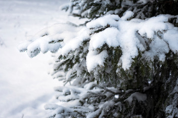 snow-covered spruce branch in the city Park