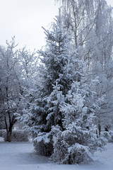 Fabulous winter landscape with snow-covered Christmas tree