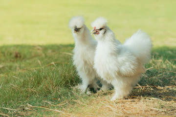 A couple Silkie hens walk and finding food in green field.
