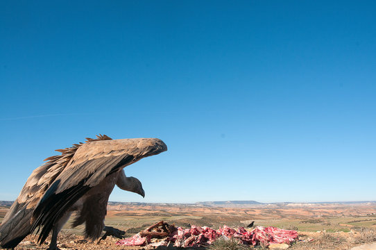 Griffon vulture, Gyps fulvus, raptor bird eating carrion