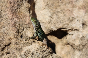 Eidechse zwischen Steinen