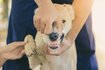 Teenage girl in a pink shirt is massaging her brown dog.