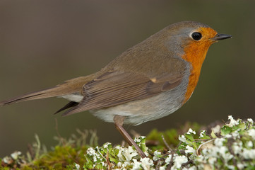 Robin - Erithacus rubecula, standing on the ground