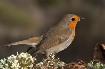 Robin - Erithacus rubecula, standing on the ground