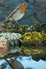 Robin - Erithacus rubecula, standing on the ground