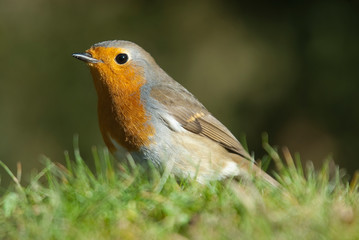 Robin - Erithacus rubecula, standing on the ground