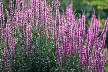 Obraz premium Blutweiderich (Lythrum salicaria) Pflanze mit pinken Blüten