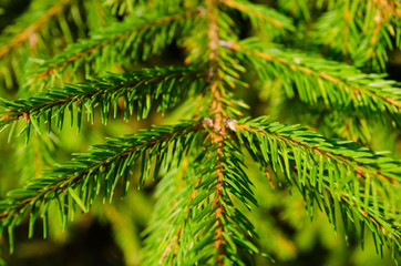 Fototapeta premium pine tree