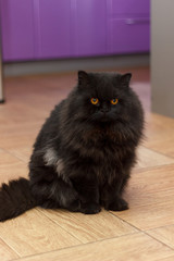 Fluffy black cat sitting unhappy. The villain plans evil. Black cat on the floor.