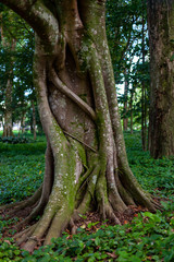 Tree bark of a large thick tree trunk with moss growing on it in a natural surrounding