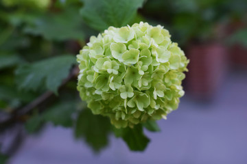 Beautiful flower, close up