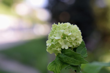 Beautiful flower macro photography