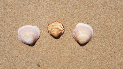 Fototapeta na wymiar Conchas na areia da praia em dia de sol