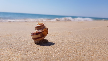 Fototapeta na wymiar Concha enterrada na areia do mar com o oceano ao fundo
