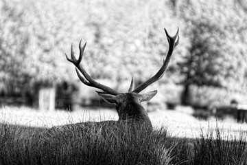 Cerf 2