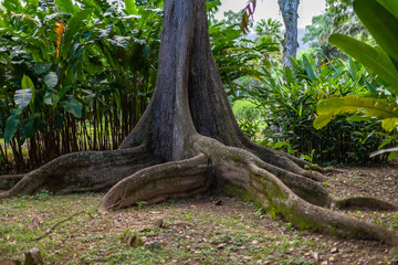 Large tree with its roots visible above ground in natural green surrounding