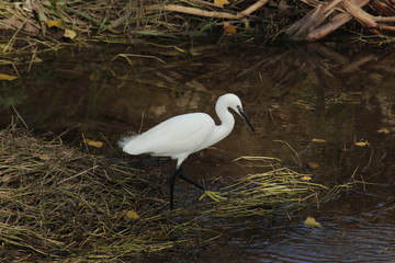 Black headed gull (Larus ridibundus) looking for food in river waters