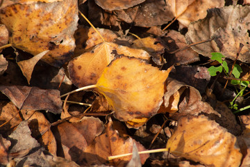 dry leaves in autumn