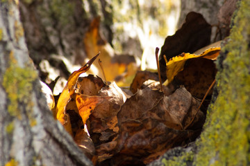 dry leaves in the middle of tree trunks