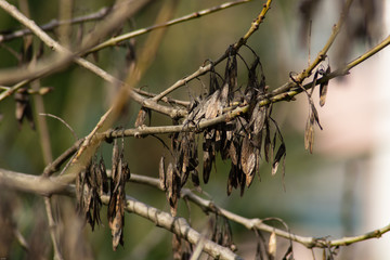 dry leaves on the branches of a tree