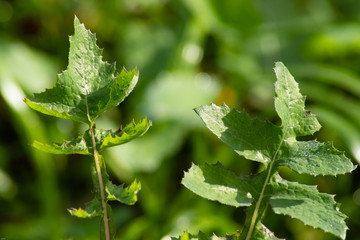 green leaves of dandelion