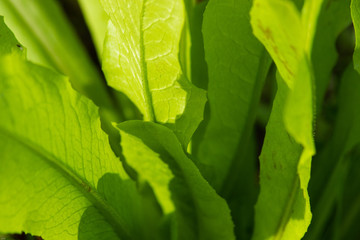 green leaves