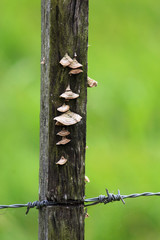 Mushroom on fence