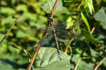 Blaugrüne Mosaikjungfer, Aeshna cyanea