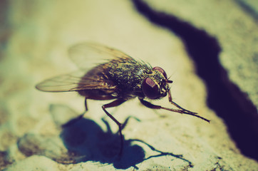 fly