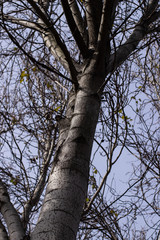 Fototapeta premium tree in autumn without leaves