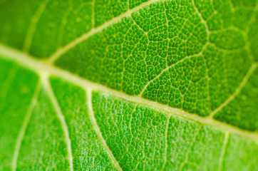 green leaf