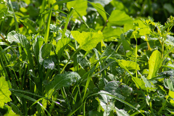wild herbs in the park with dew