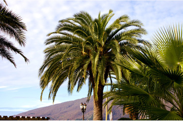Palm trees against the backdrop of mountains and sky, Gagra, Abkhazia