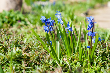 First spring flowers, blue siberian squill, scilla siberica