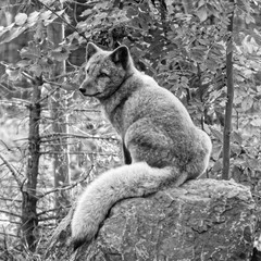 Obraz premium Renard polaire 6