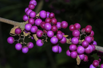 Lila Früchte der Pflanze Schönfrucht, Callicarpa giraldii