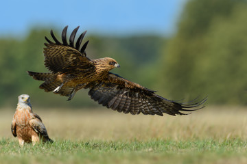On the fly spring/Black Kite