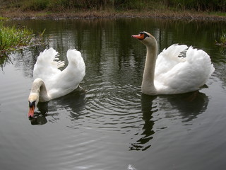 Para łabędzi niemych w wodzie, Cygnus olor © Ewa