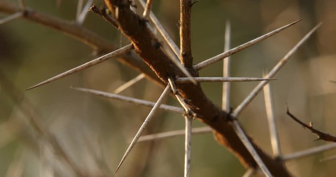 Macro succulent thorns