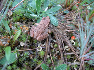 Żaba trawna, Rana temporaria, na ściółce leśnej polany, Polska, Kaszuby